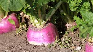 Pick turnips that are firm, unblemished, and have a nice, bright blush to them. Rutabagas And Turnips In The Garden Usu