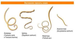 Glisty U Koshek I Kotov Vse Ob Degelmintizacii Kak Opredelit Glistov I Chem Ih Vyvodit Caticat Ru