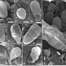 Image result for Desmodium subsecundum