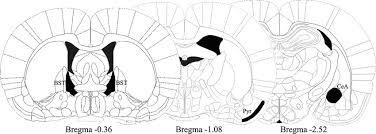 Protter is also linked from a number of tools and databases Schematic Drawing Of Coronal Sections Of The Rat Brain Based Upon The Download Scientific Diagram