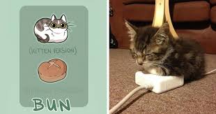 Toastycat is an adorable new cat bed in the shape of a bread loaf. Artist Proves Cats Are More Bread Than You D Think Bored Panda