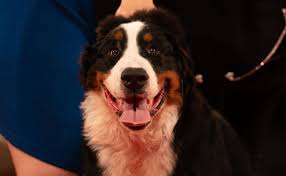 Some of these famous dog names have tugged at our. The Most Popular Dog Names Of 2020 Who Made The Top 10 Page 3