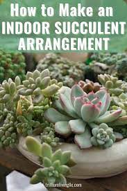 How To Make An Indoor Succulent Garden Trillium Living Succulent Garden Indoor Succulents Indoor Succulents