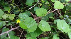 Image result for Kedrostis foetidissima