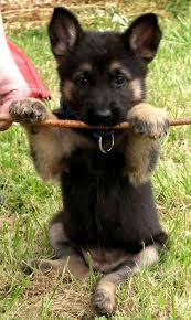 34 German Shepherd Puppy Pictures That Will Make Your Heart Melt Dogs And Puppies Puppies Cute Dogs