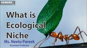 What Is Ecological Niche B Sc Biology Ecology Gurukpo Youtube