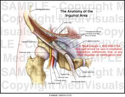 The shoulder is a complex combination of bones and joints where many muscles act to provide the widest range of motion of any part of the body. Medivisuals The Anatomy Of The Inguinal Area Medical Illustration