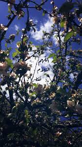 اللهم السلام فقط iphone wallpaper yellow photo quotes flower aesthetic