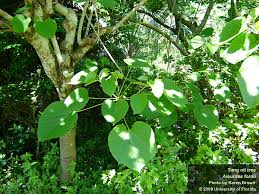 Image result for Aleurites