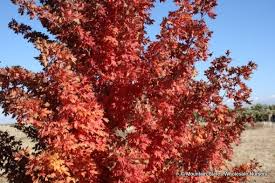 Check spelling or type a new query. Acer Grandidentatum Bigtooth Maple Mountain States Wholesale Nursery