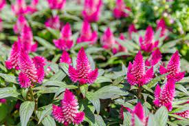 How To Grow Crazy Colorful Celosia Flowers Gardener S Path