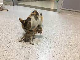 Segala upaya dikerahkan agar keturunannya sehat dan terlindungi. Viral Paramedis Tolong Induk Kucing Yang Anaknya Sakit