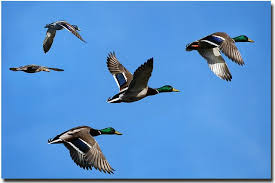 Mallard Ducks In Flight Duck Pictures Mallard Duck Duck Tattoos