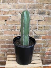 Image result for Lophocereus marginatus