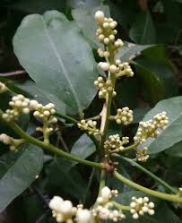 Image result for Gymnosporia pubescens