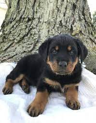 Jul 21, 2012 · rottweiler mix. Rottweiler Puppy For Sale Adoption Rescue For Sale In Apple Creek Ohio Classified Americanlisted Com