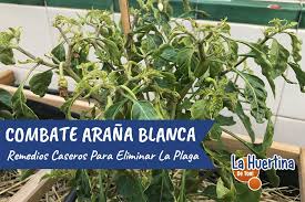 Continuando con las distintas plagas del tomate, hoy vamos a hablar de la mosca blanca. Arana Blanca En Mis Plantas Que Es Y Como Combatir O Eliminar Plantas