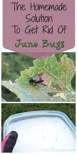 Pin On On The Homestead