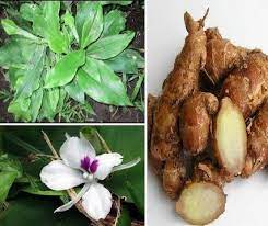 Untuk mengatasinya, anda dapat ramuan yang. Wanita Kalau Nak Kekal Cantik Dan Sihat Wajib Amalkan Ulam Ni Impiana
