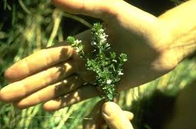 Image result for Lobelia lobata