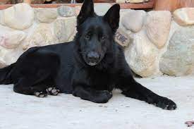 All black german shepherd puppies for sale in michigan. Solid Black German Shepherd Puppies For Sale Michigan