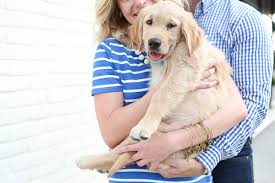 Akc golden retriever puppies 366.61 miles. Puppy Love Cooper The Golden Retriever Daily Dog Tag