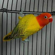 Pin By Fredy Acevedo On Agapornis Love Birds Pet Pet Birds Pet Birds Parrots