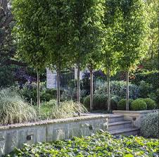 Drifts Of Plants Under Ornamental Pears Peter Fudge Australian Garden Native Garden Plants