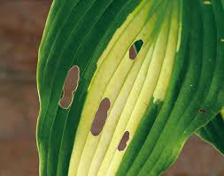 You may have seen in earlier videos. Common Hosta Problems Garden Gate