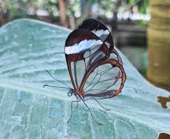 Butterflies are insects in the macrolepidopteran clade rhopalocera from the order lepidoptera, which also includes moths. Nature Challenge Big Butterfly Count Horniman Museum And Gardens