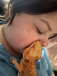 What are some ideas for decorating a 120 gallon bearded dragon enclosure?