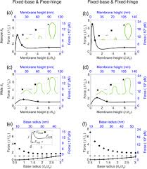 Plant cell with good turgor pressure. Endocytosis Against High Turgor Pressure Is Made Easier By Partial Protein Coating And A Freely Rotating Base Biorxiv