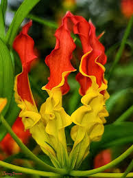 Image result for Gloriosa superba