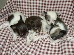 The most common chihuahua mini material is metal. Susse Mini Chihuahua Welpen Langhaar 222654