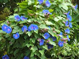 Check spelling or type a new query. Join The War On Weeds Blue Morning Glory Ourauckland