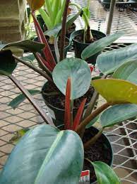 Check spelling or type a new query. Philodendron Information What Is A Congo Rojo Philodendron Philodendron Plant Starter Plants Showy Flowers