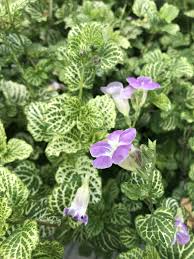 Image result for Asystasia