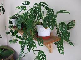 Monstera Obliqua Dwarf Plants Hanging Plants Indoor Plants