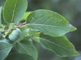 Image result for Diospyros virgata