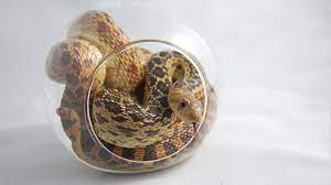 Armstrong Snake Gopher