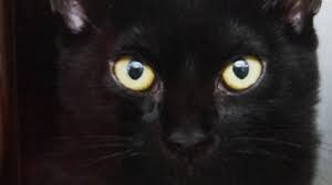 A Black Cat Crossed Your Path Is It About The Cat Or Your Mind Social Issues Useful Blog Post By Jyotisharma Sobhari Momspresso