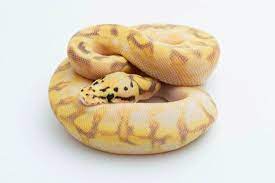 Pin On Ball Pythons