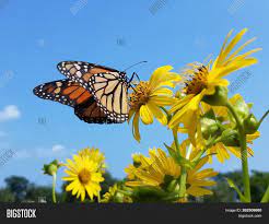 The light couldn't have been more perfect. Close Photo Monarch Image Photo Free Trial Bigstock