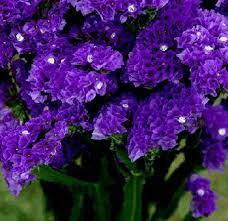 Wholesale Tissue Culture Statice Blue Purple Flower Purple Flowers Types Of Purple Flowers Statice Flower