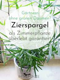 Zierspargel Der Umgangliche Pflanzen Garten Neu Anlegen Pflanzenampel