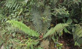 Image result for Cyatheaceae