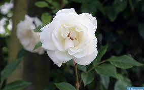 Just like roses, the colors of camellia also vary from white to red. 100 Types Of The Most Beautiful White Flowers For Your Garden Home And Gardens