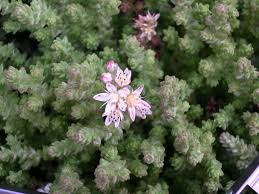 Image result for Sedum ruwenzoriense