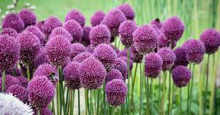 Bloom comes in spring or summer with flowers in white and shades of pink, rose, violet, red, blue, and yellow. How To Grow Drumstick Alliums Gardener S Path