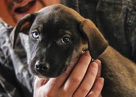 Maybe you would like to learn more about one of these? Pet Loss Heal Support Group Paws Chicago